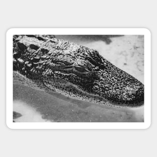 black and white alligator 2 Sticker